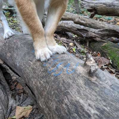 Pfotenfehlstellung Versicherung-Beitrag-Bild