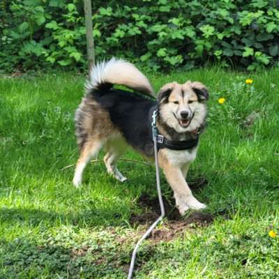 Hundetreffen-Akira-Bild