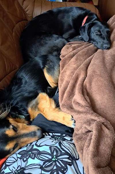 Foto-Challange: Schmuse-/Kuschel-/Ruhemodus-Beitrag-Bild