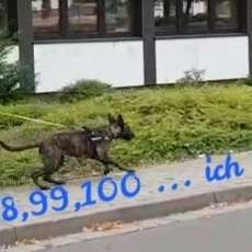 Hundetreffen-🐕‍🦺Mantrailing-Bild