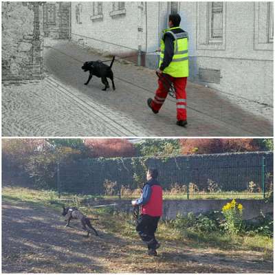 Hundetreffen-Mantrailing🐕‍🦺-Bild