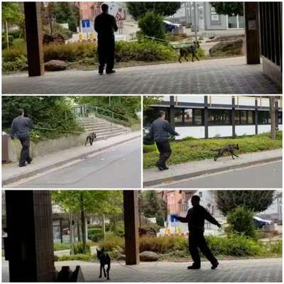 Hundetreffen-Mantrailing🐕‍🦺-Bild