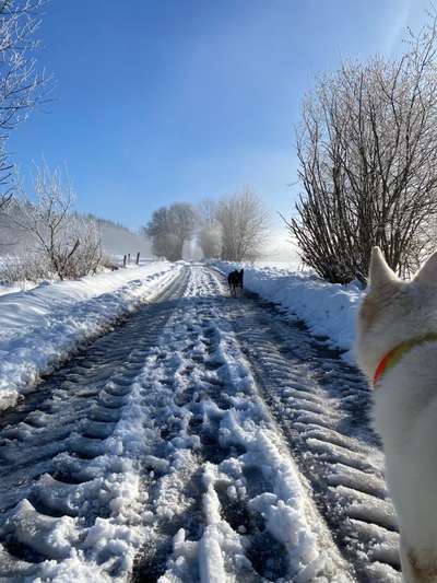 Hundetreffen-Kennenlern Runden für die Fellnasen-Bild