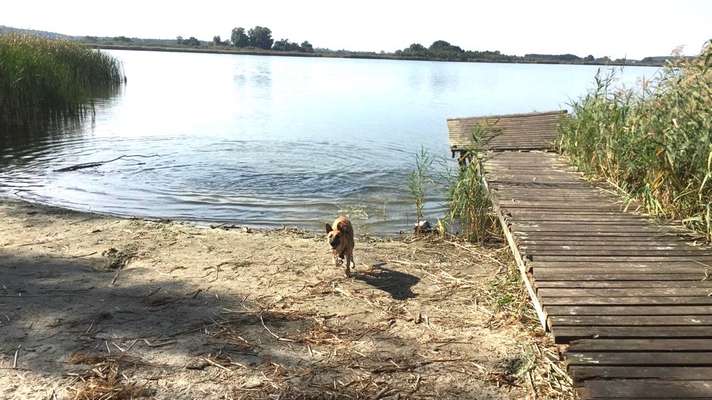 Dogorama-Monats-Challenge-Mai "Wasser"-Beitrag-Bild