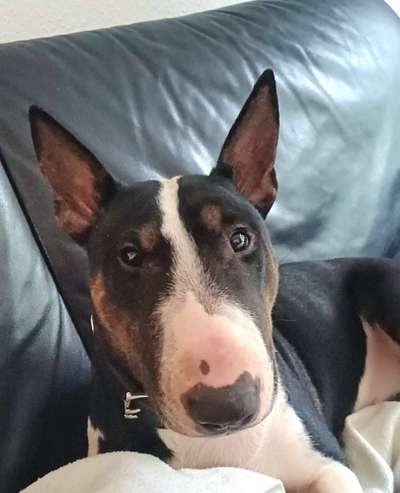 Hundetreffen-Mini Bullterrier-Bild