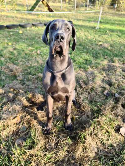 Deutsche Doggen Besitzer zeigt euch-Beitrag-Bild