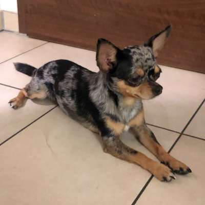 Wo sind die Chihuahua Besitzer ?-Beitrag-Bild