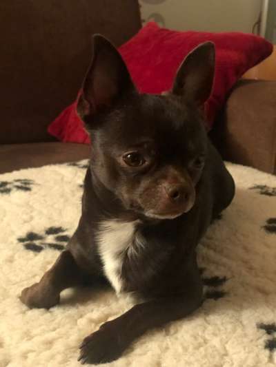 Wo sind die Chihuahua Besitzer ?-Beitrag-Bild