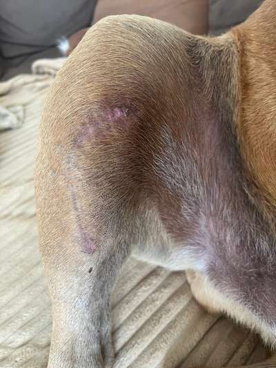 Probleme 4 Wochen nach TPLO, besondere Probleme. Bitte um Ratschläge 🙏🏼-Beitrag-Bild