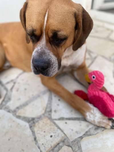 Hundetreffen-Bitte spielt & lernt mit mir entspannte Hundebegegnungen.-Bild