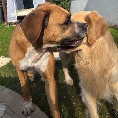 Hundetreffen-Gassidate-Bild