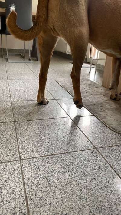 Probleme 4 Wochen nach TPLO, besondere Probleme. Bitte um Ratschläge 🙏🏼-Beitrag-Bild