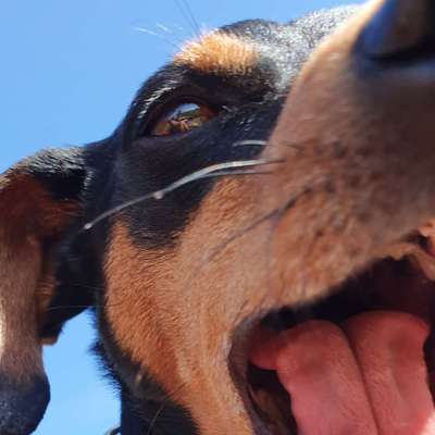 Hundetreffen-Zwergpinscher Treff