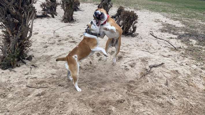 Spieltrieb ;)-Beitrag-Bild