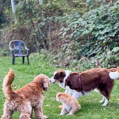 Brauchen wir getrennte Auslaufflächen für kleine Hunde? 🐶-Beitrag-Bild