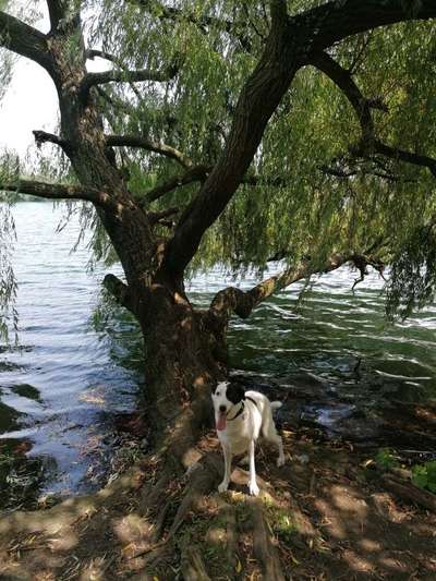 Die Dogorama Kalender Challenge 4/4-Beitrag-Bild