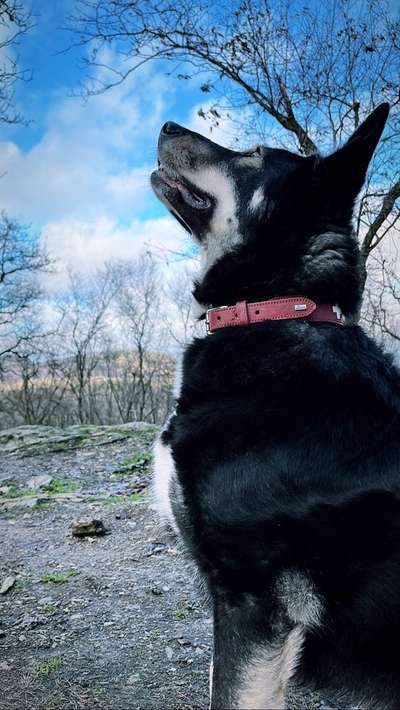 Schäferhund-Beitrag-Bild