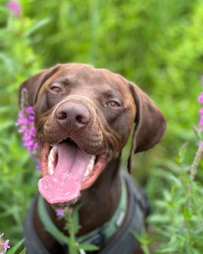 Hundetreffen-Suche Menschen zum Leckerli geben/Spielen-Bild