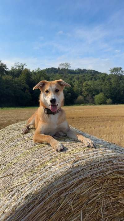 Hundetreffen-Gassi sowie Spielerunde-Bild