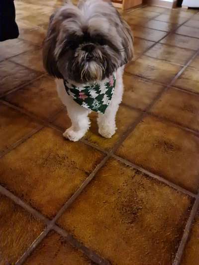 Wir suchen einen weiblichen Hundenamen-Beitrag-Bild