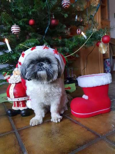 Dogorama Photo Challenge - Weihnachtsbaum-Beitrag-Bild