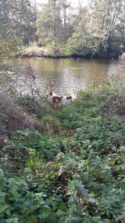 Dogorama Photo Challenge - schönster Gassiausblick-Beitrag-Bild