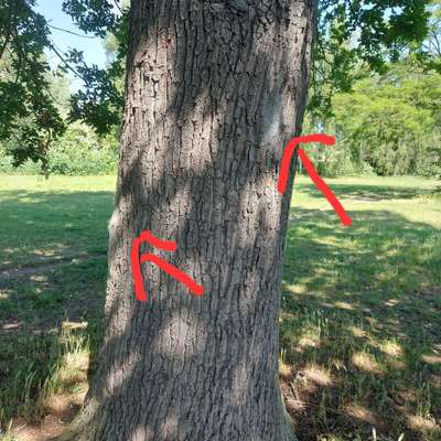 ⚠️🐛 Eichenprozessionsspinner – echte Gefahr für Hunde oder unnötige Panikmache?-Beitrag-Bild