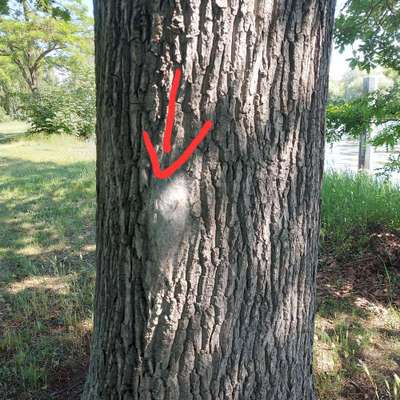 ⚠️🐛 Eichenprozessionsspinner – echte Gefahr für Hunde oder unnötige Panikmache?-Beitrag-Bild