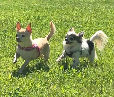 Die Dogorama Wochen Challenge "Friends will be Friends"-Beitrag-Bild