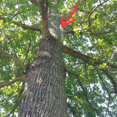 ⚠️🐛 Eichenprozessionsspinner – echte Gefahr für Hunde oder unnötige Panikmache?-Beitrag-Bild