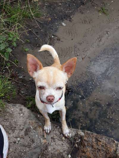 Wo sind die Chihuahua Besitzer ?-Beitrag-Bild