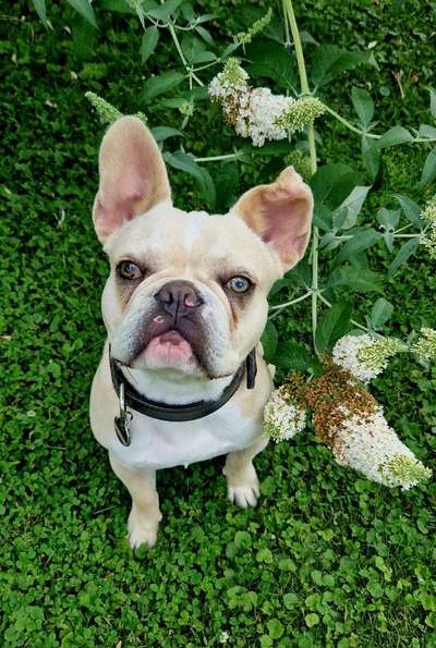 Französische Bulldoggen-Beitrag-Bild