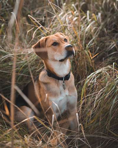 Dogorama Photo Challenge - Portrait-Beitrag-Bild