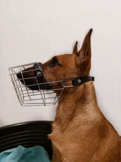 Wie sitzt mein Maulkorb / Maulkorb-Beratung-Beitrag-Bild