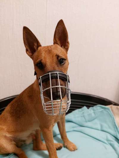 Wie sitzt mein Maulkorb / Maulkorb-Beratung-Beitrag-Bild