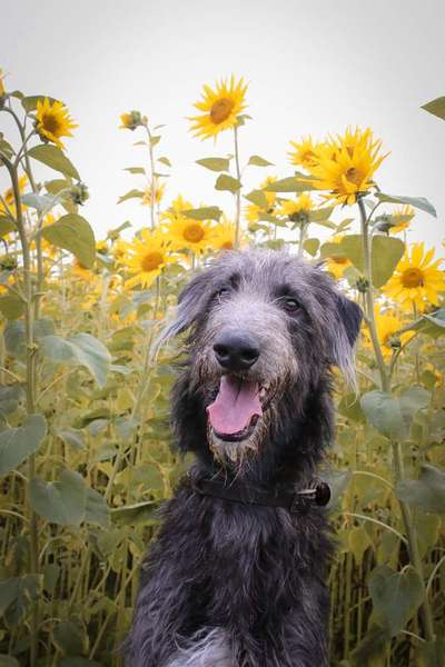 Hundetreffen-Gassi- und Tobepartner-Bild