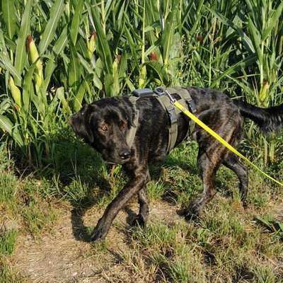 Hundetreffen-Spazieren gehen, spielen, trainieren 🐶-Bild