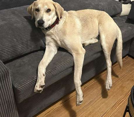 Auslandstierschutz-Beitrag-Bild