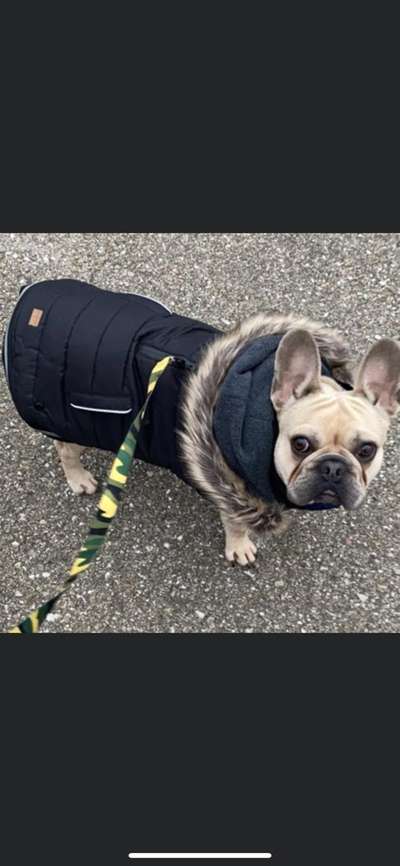 Französische Bulldoggen-Beitrag-Bild