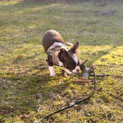 Hundetreffen-Gassi Runde in Hamburh BERGEDORF und Umgebung-Bild