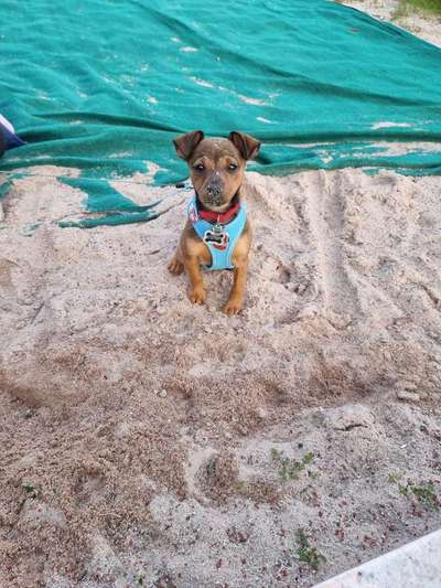 Hundetreffen-Spielen und Spaß-Bild