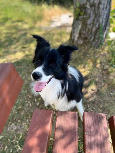 Hundetreffen-Gassirunde/Hundebegegnung/Training-Bild