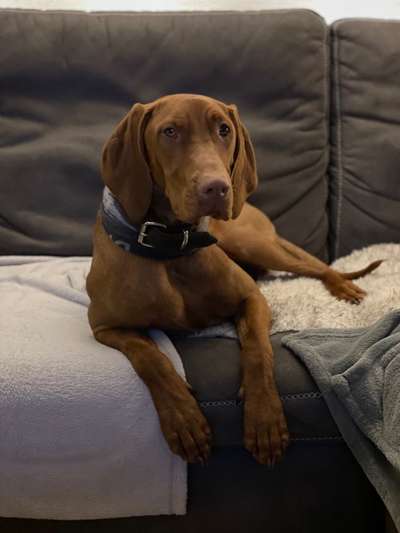 Magyar Vizsla UK-Beitrag-Bild