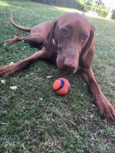 Magyar Vizsla UK-Beitrag-Bild