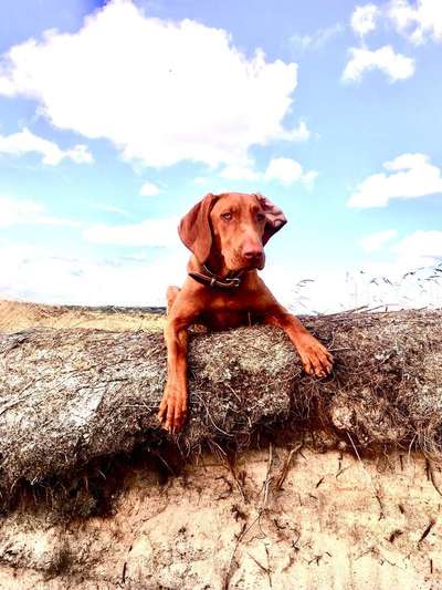 Dein Hund im Dogorama-Kalender 2021-Beitrag-Bild