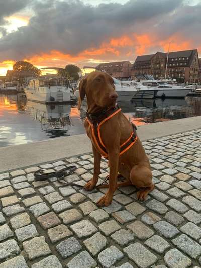 Magyar Vizsla UK-Beitrag-Bild