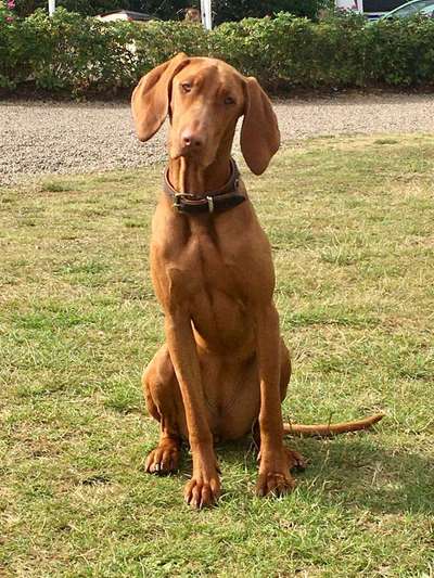 Dein Hund im Dogorama-Kalender 2021-Beitrag-Bild