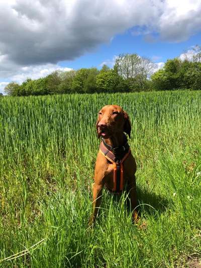 Magyar Vizsla UK-Beitrag-Bild
