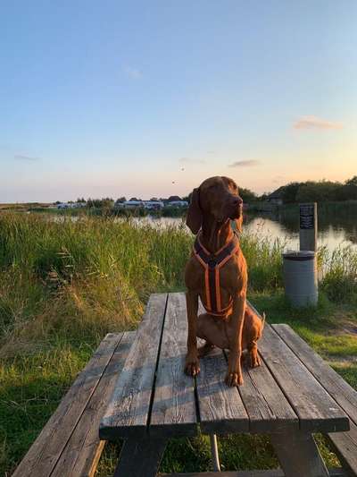 Magyar Vizsla UK-Beitrag-Bild