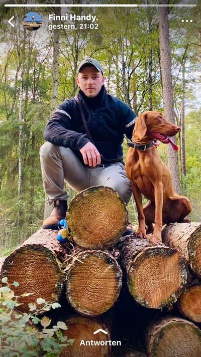 Magyar Vizsla UK-Beitrag-Bild